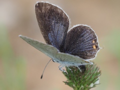 カワセミ待ちの虫撮り 5