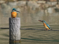 止り木（雄と雌） 357