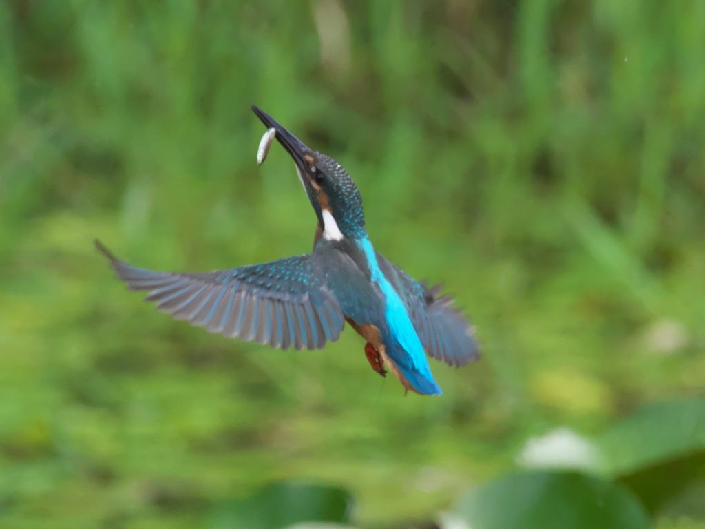 止り木へ 3（黒い若雄）