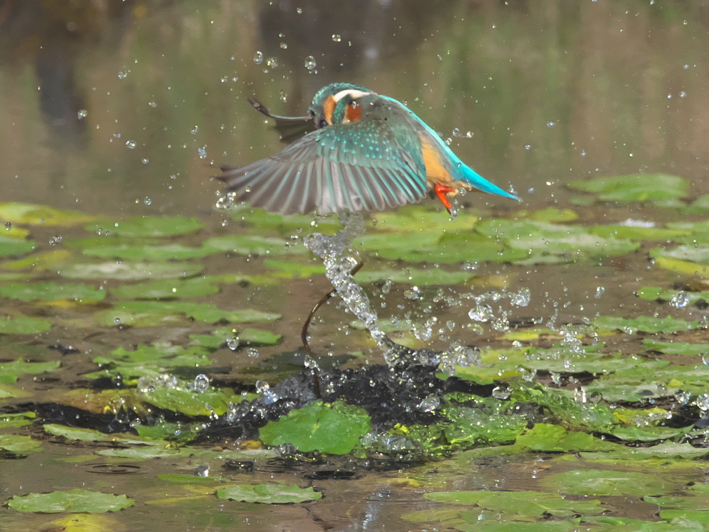 浮上 176-3（嫁候補）