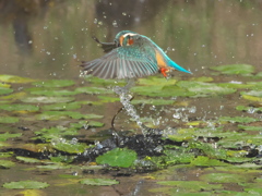 浮上 176-3（嫁候補）