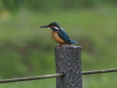 お父ちゃん 3（こっちに来て飛び込んでごらん）