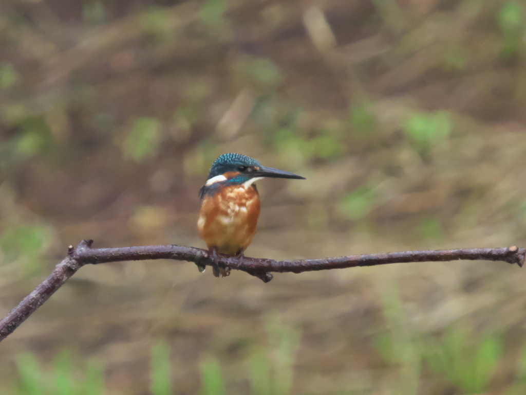 止り木 14（父親 雨の中）