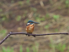 止り木 14（父親 雨の中）