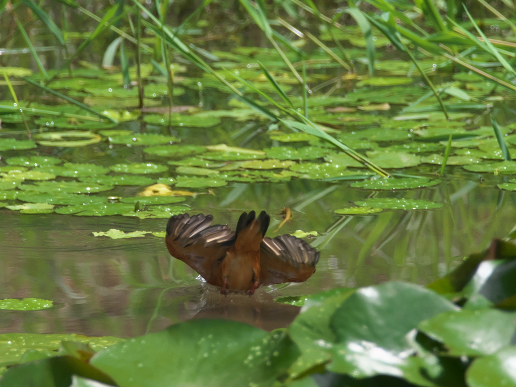 飛び込みシーケンス 15-2（父親）