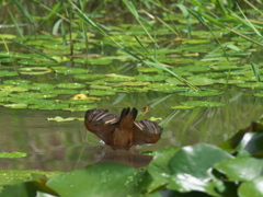飛び込みシーケンス 15-2（父親）