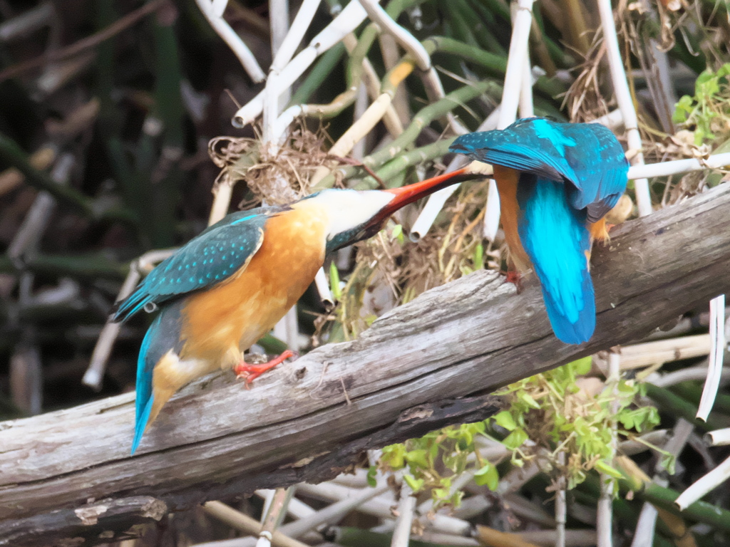 止り木 100-1（嫁候補と父親）