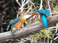止り木 100-1（嫁候補と父親）