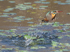 浮上 471-1（嫁候補脱落？娘？）