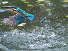 浮上 449-1（父親）