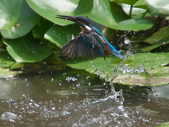 飛び込みシーケンス 11-4（父親）