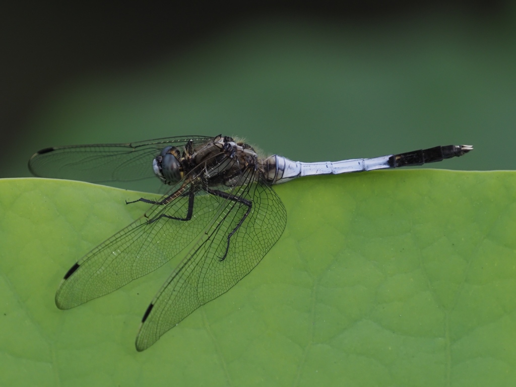 カワセミ見つからずに虫撮り 1