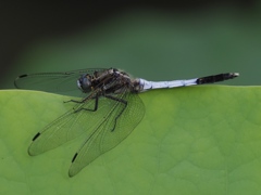 カワセミ見つからずに虫撮り 1