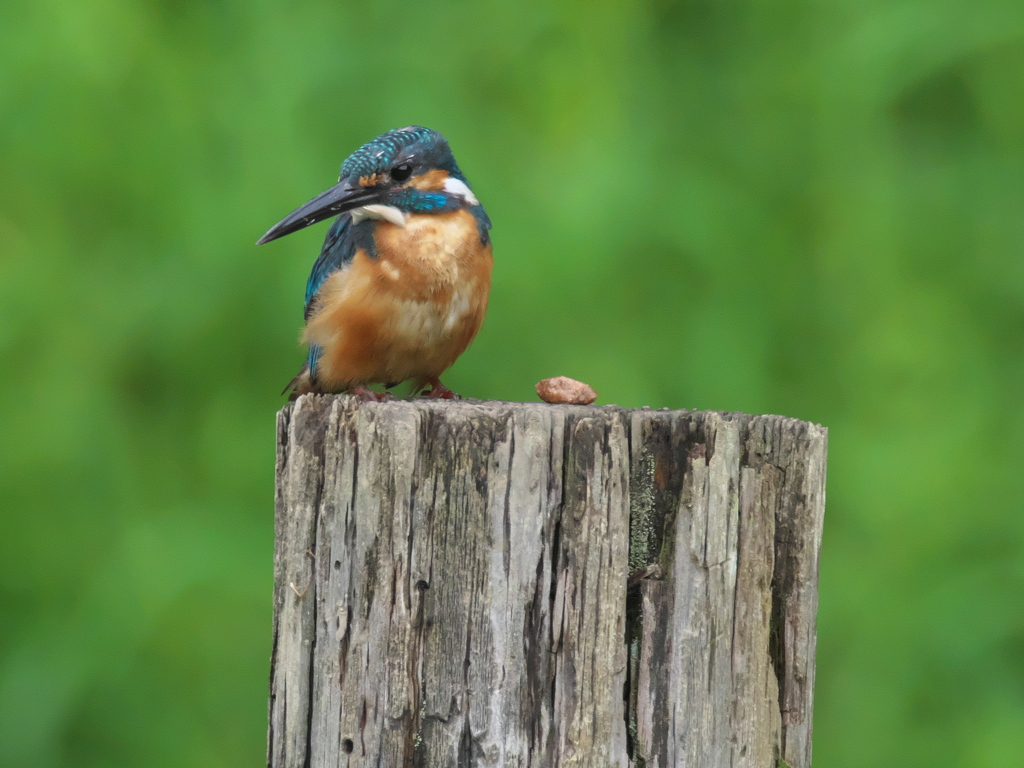 ペリット吐き出し 2