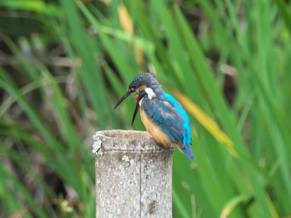 ペリット吐き出し 3-1