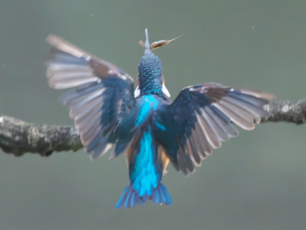 エビ獲れたよ 28-3（父親）