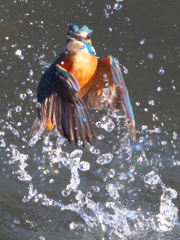 浮上 267-1（父親）