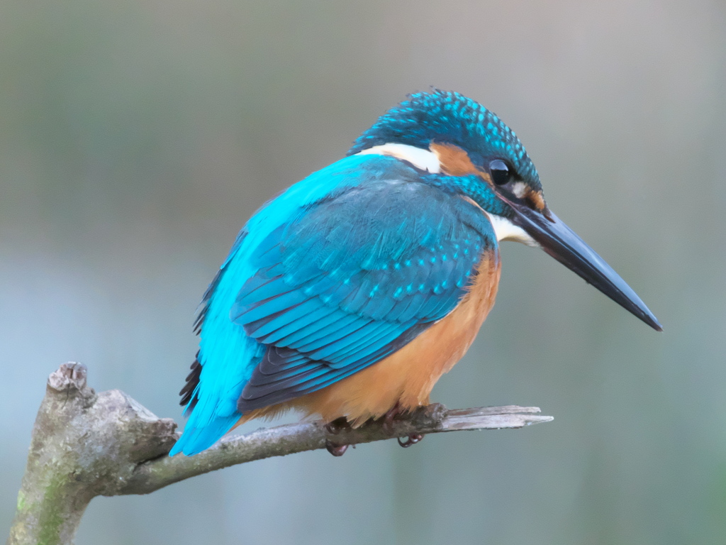 止り木 66（父親）