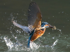 浮上 197（父親）