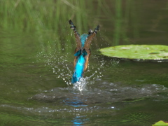 浮上 80-4（父親 ドジョウ獲れたよ）
