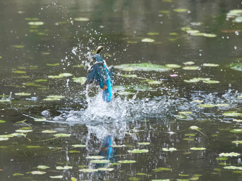 浮上 463-1（父親）