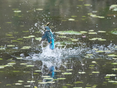 浮上 463-1（父親）