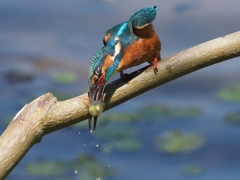 昼ごはん（もう一回バッシッと水が目に入らない様に）