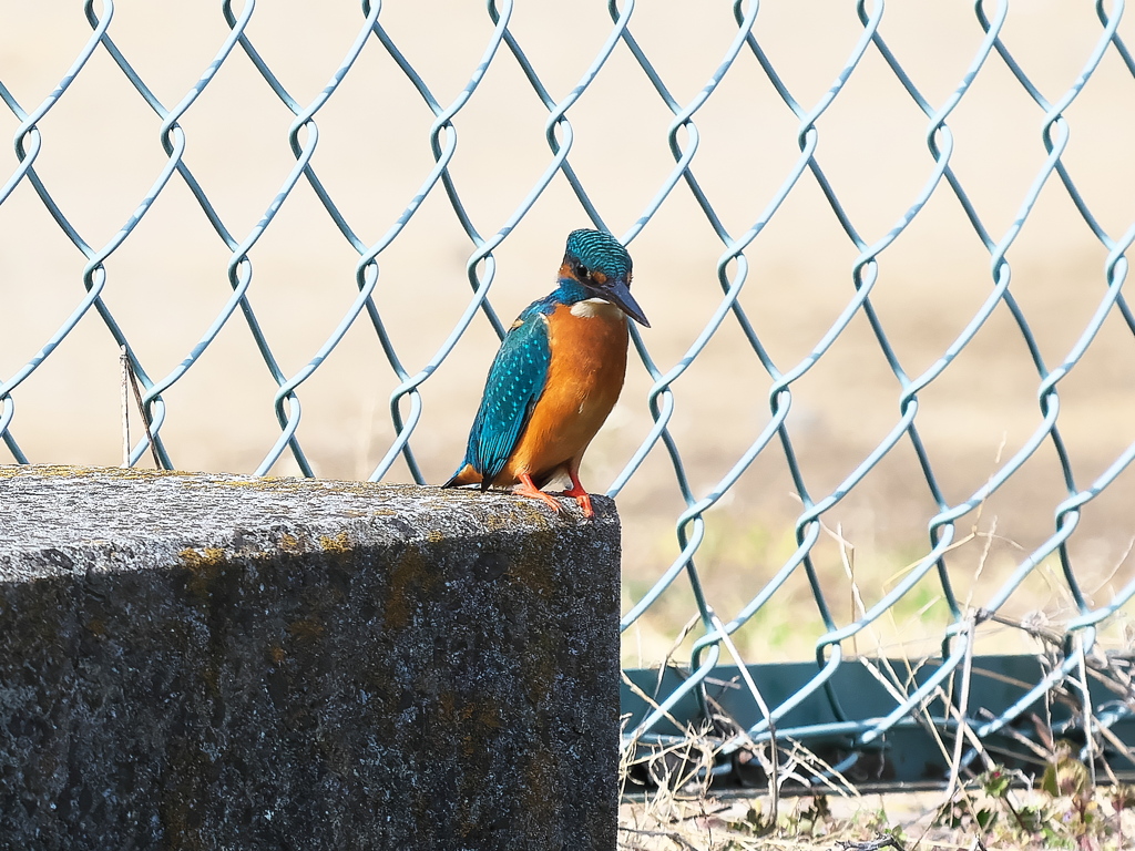 止り木 376（コンクリートだけど）