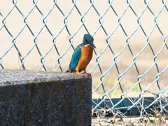 止り木 376（コンクリートだけど）