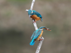 止り木 363-3（雄と雌）