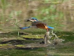 浮上 129-2（父親 ドジョウだと思ったら）