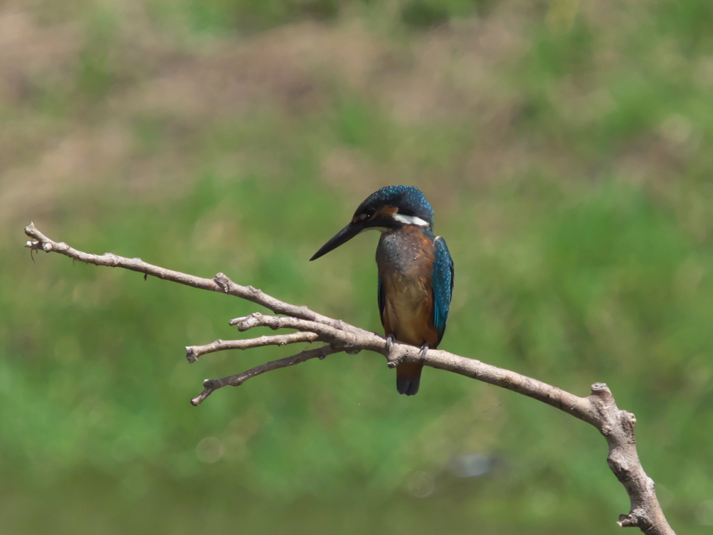 止り木 23（黒い若雄）