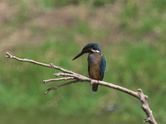 止り木 23（黒い若雄）