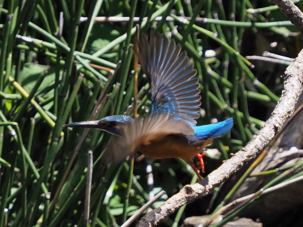 飛び出し 200419-6