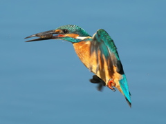 エビ獲れたよ 59-2