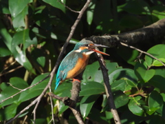 止り木 58（嫁候補 隣の水路にて）