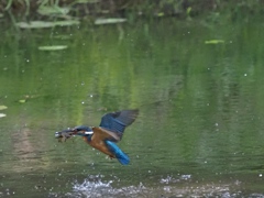 浮上 22-3(ザリガニ獲れたよ)