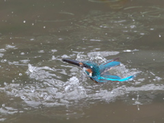 浮上 84-1（父親）