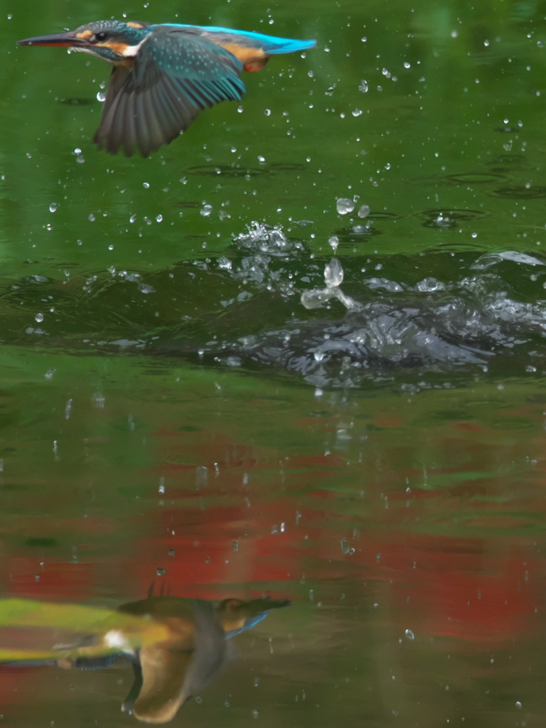 浮上 95-2（嫁候補）