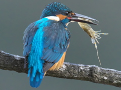 止り木 127（父親）