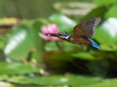 お魚獲れたよ 40-2