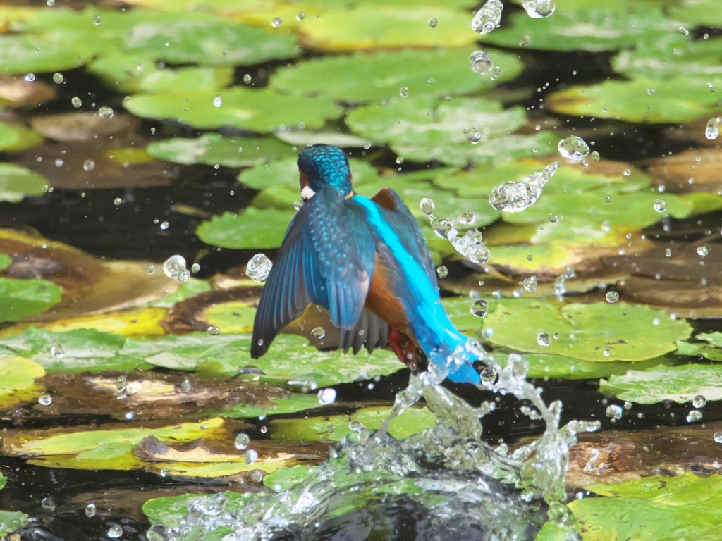 浮上 148-2（父親）