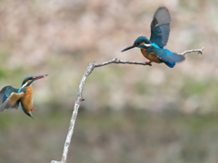 止り木 351（雄と雌）