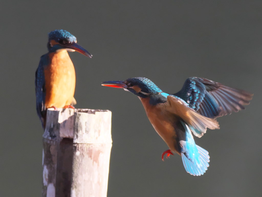 止り木 117（嫁候補と父親）