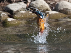 浮上 435（父親）