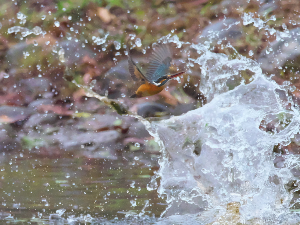 飛び込みシーケンス 28-6（嫁候補 カルガモびっくり）