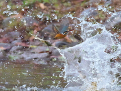 飛び込みシーケンス 28-6（嫁候補 カルガモびっくり）