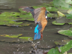 浮上 56-1（父親 エビ獲れたよ）