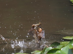 ザリガニ獲れたよ 3-1