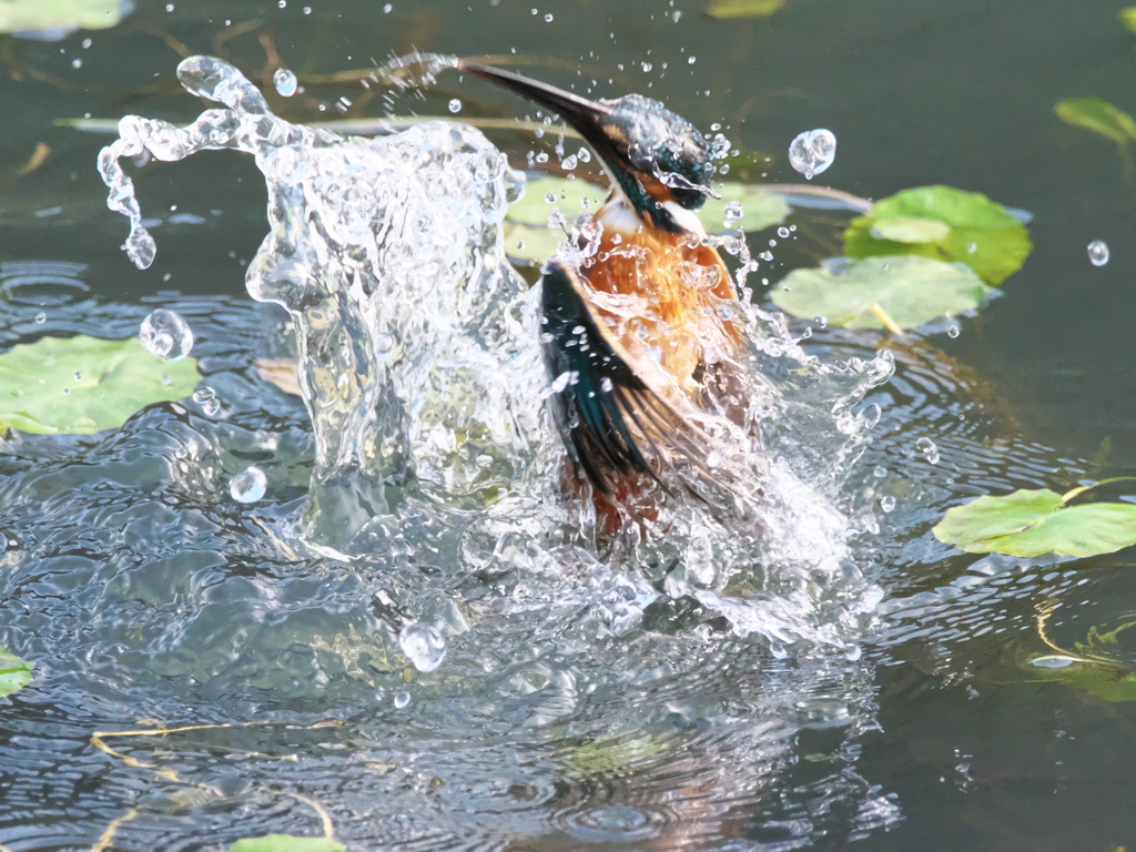 浮上 484-1（父親）